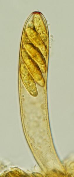 macrostoma