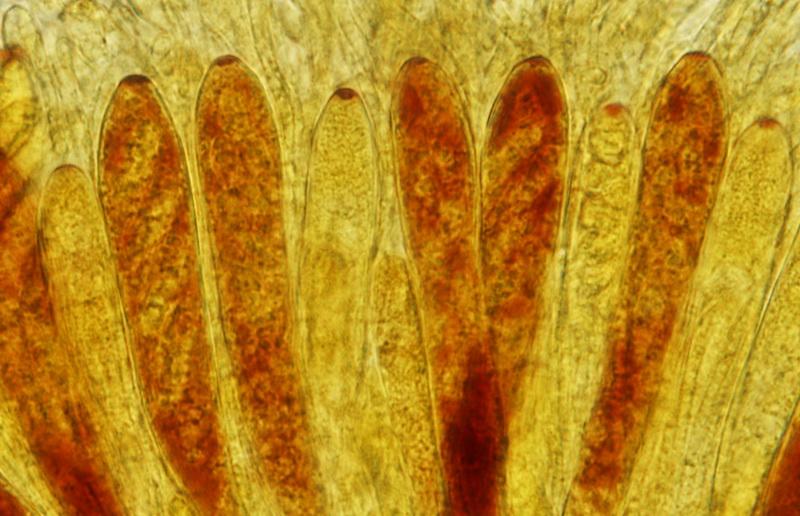 macrostoma