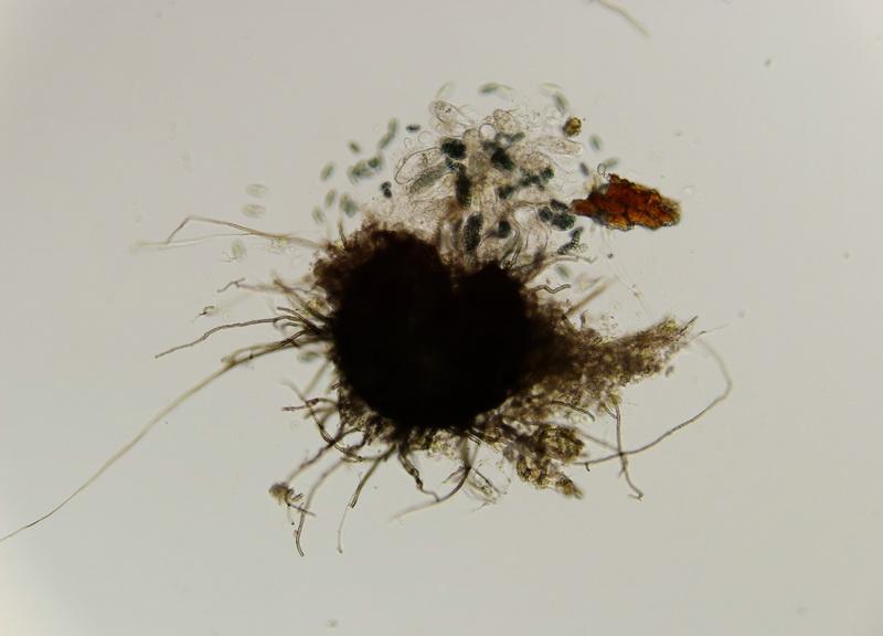 macrostoma