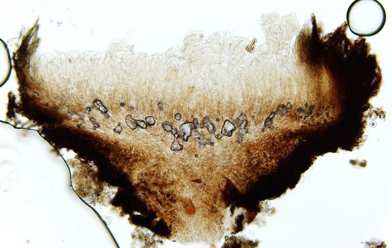 macrostoma