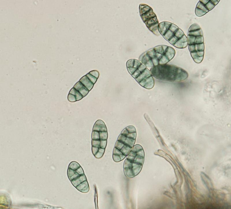 macrostoma