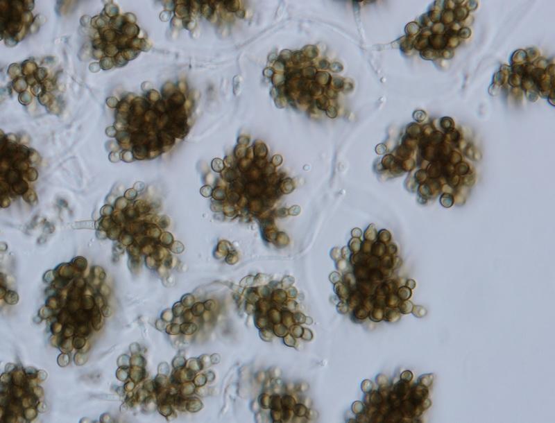 macrostoma