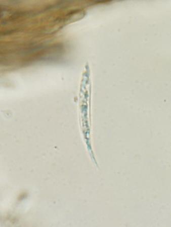 macrostoma