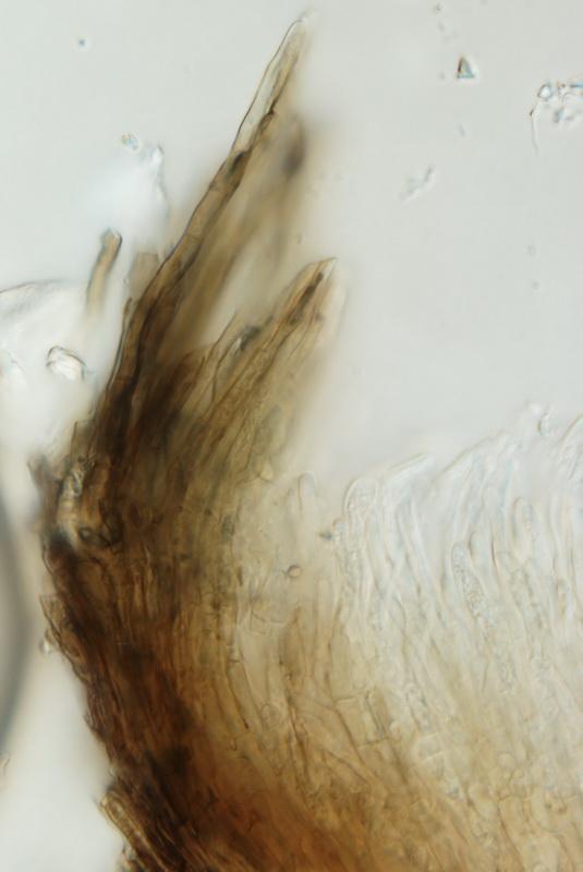 macrostoma