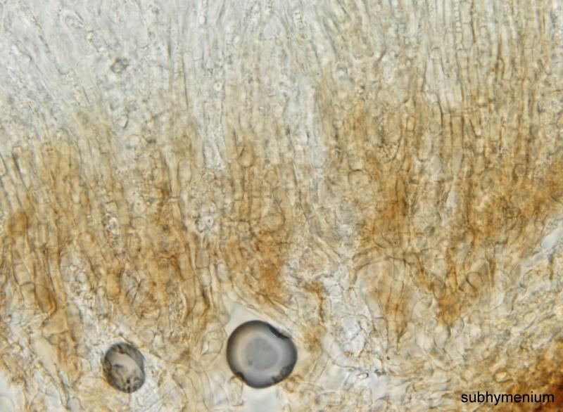 macrostoma