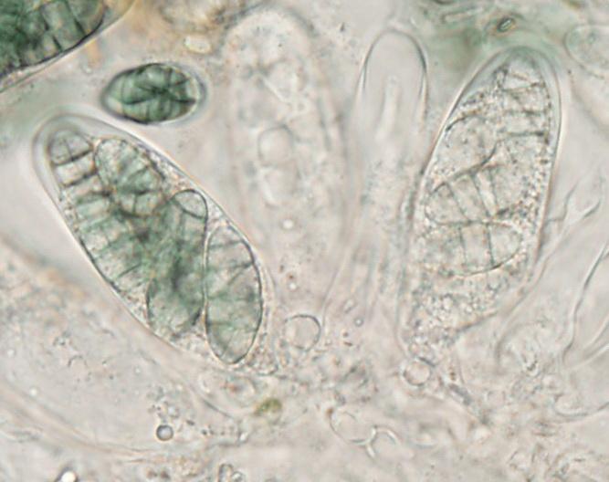 macrostoma