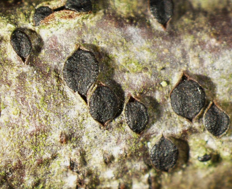 macrostoma
