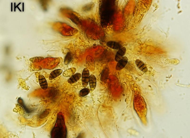 macrostoma