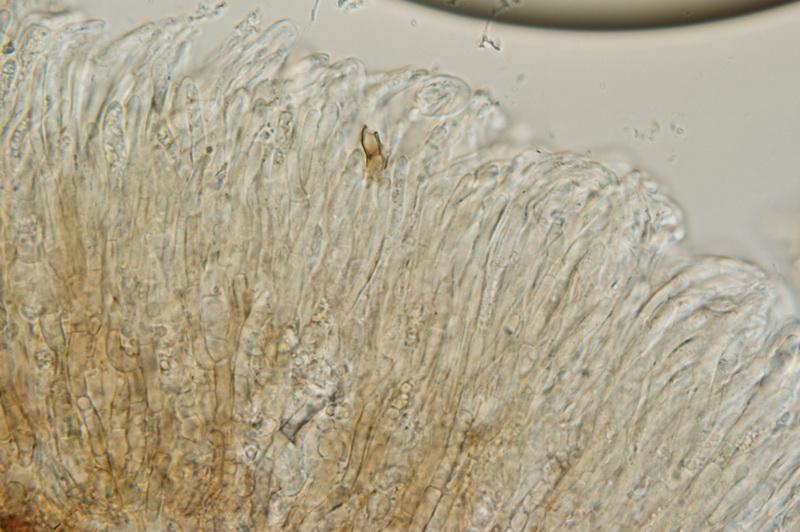 macrostoma