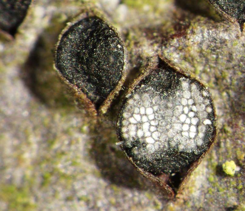 macrostoma