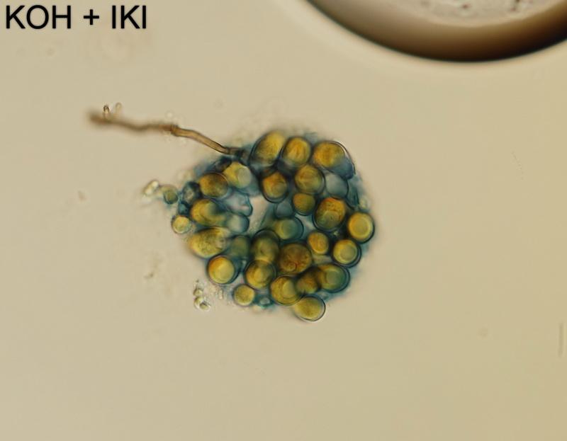 macrostoma
