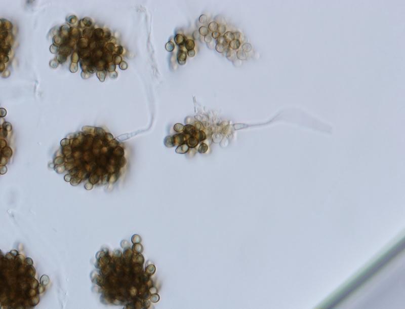macrostoma