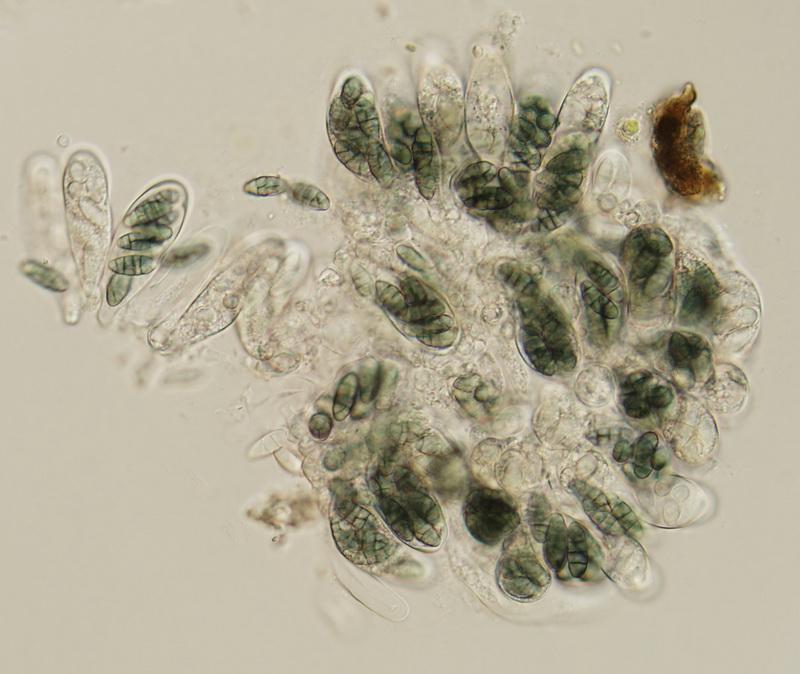 macrostoma