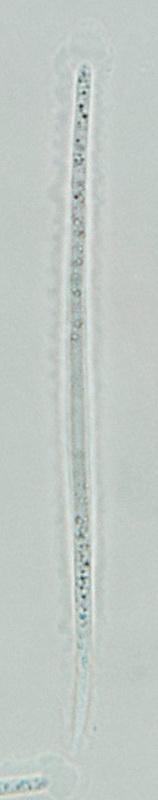 macrostoma