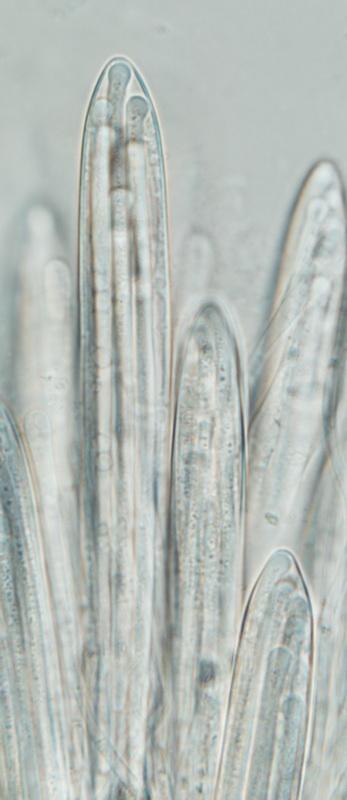 macrostoma