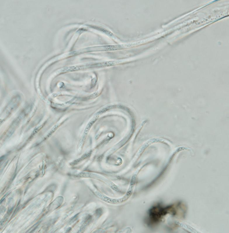 macrostoma