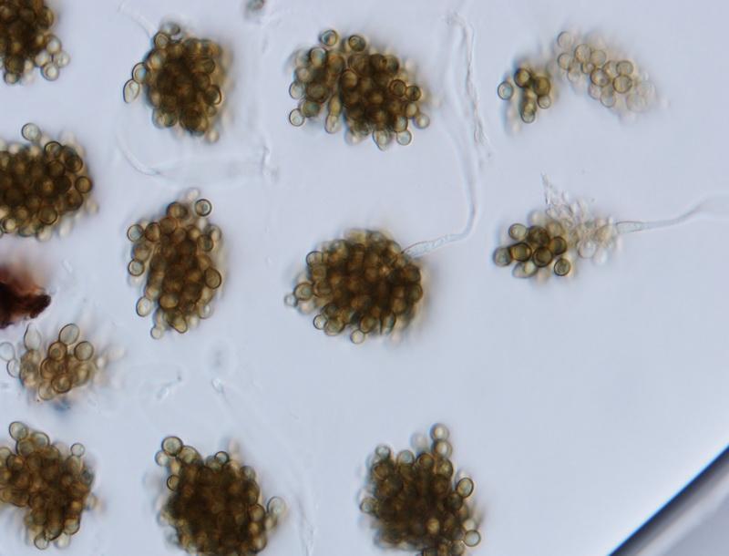 macrostoma