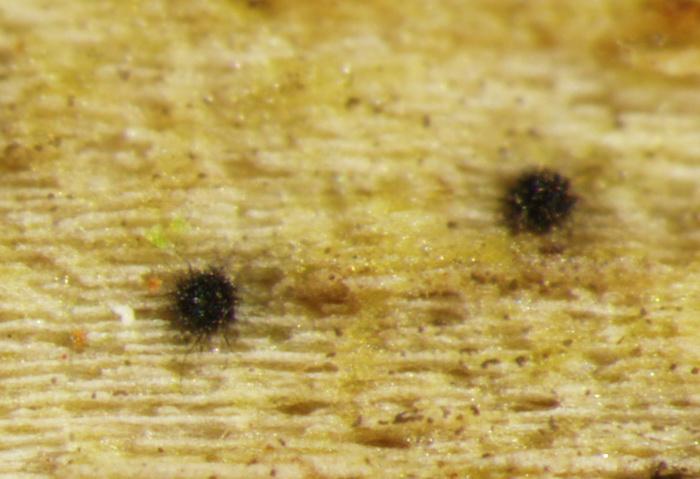 macrostoma