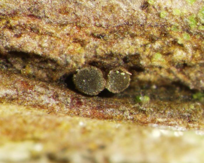 macrostoma