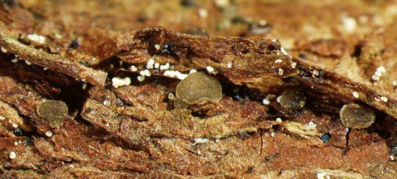 macrostoma