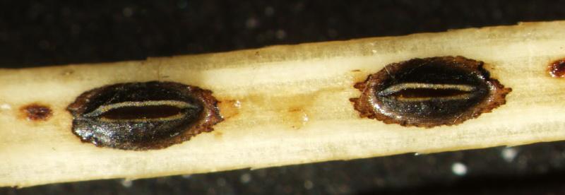 macrostoma
