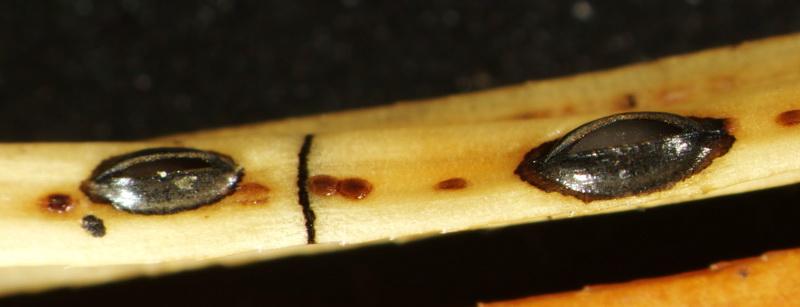 macrostoma