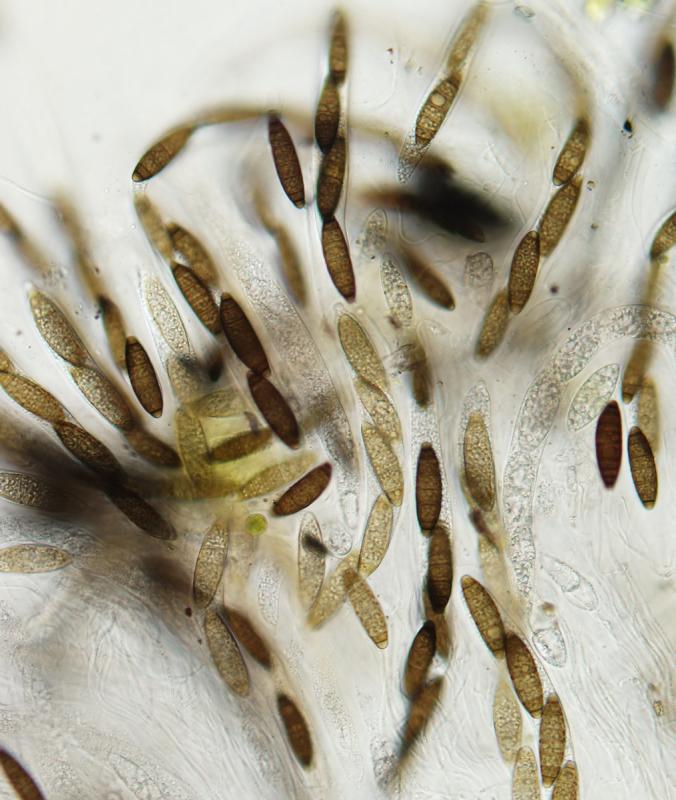 macrostoma