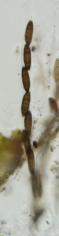 macrostoma