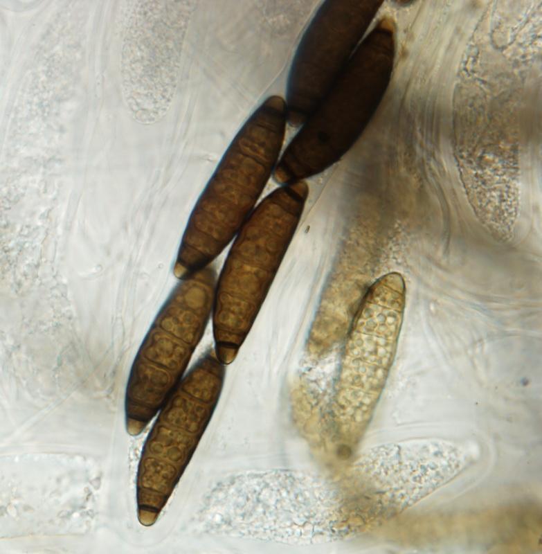 macrostoma