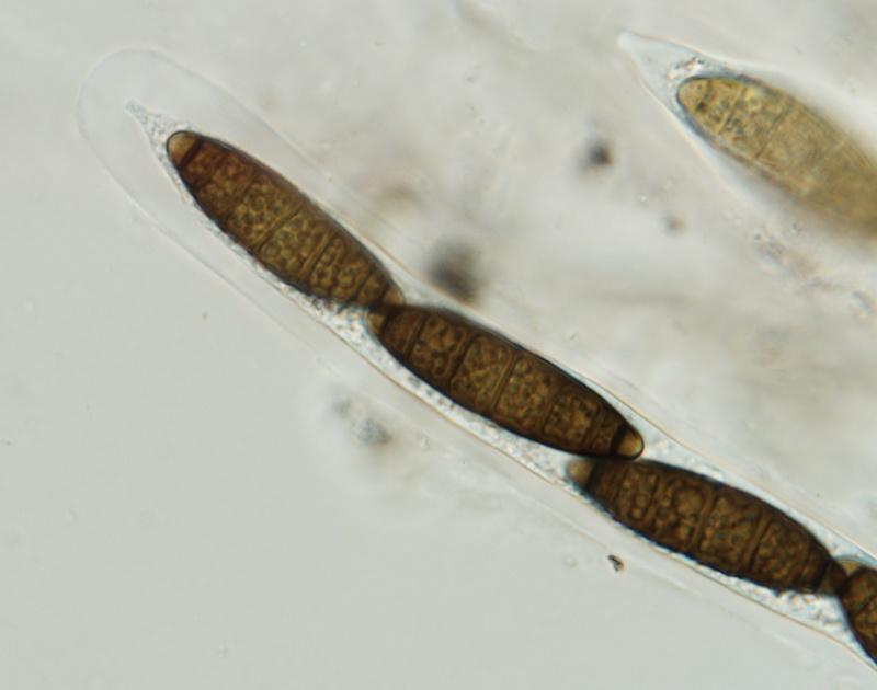 macrostoma