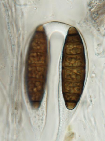 macrostoma