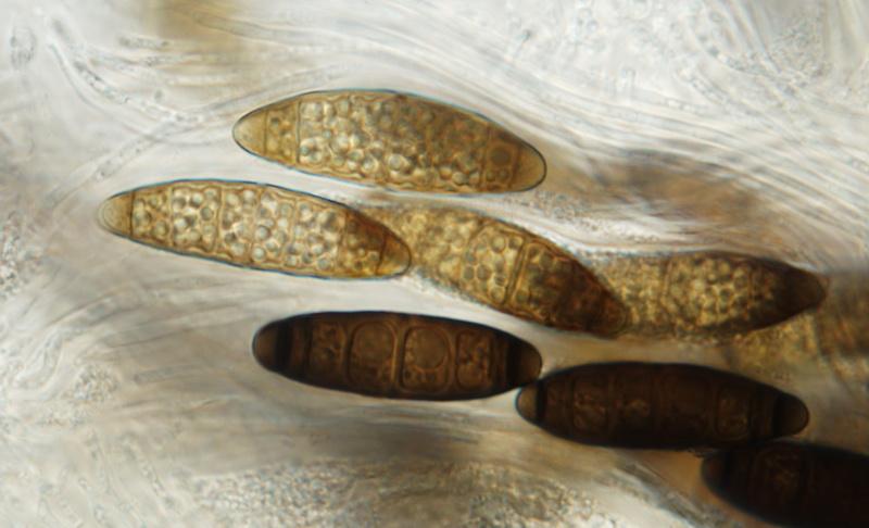 macrostoma