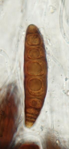 macrostoma