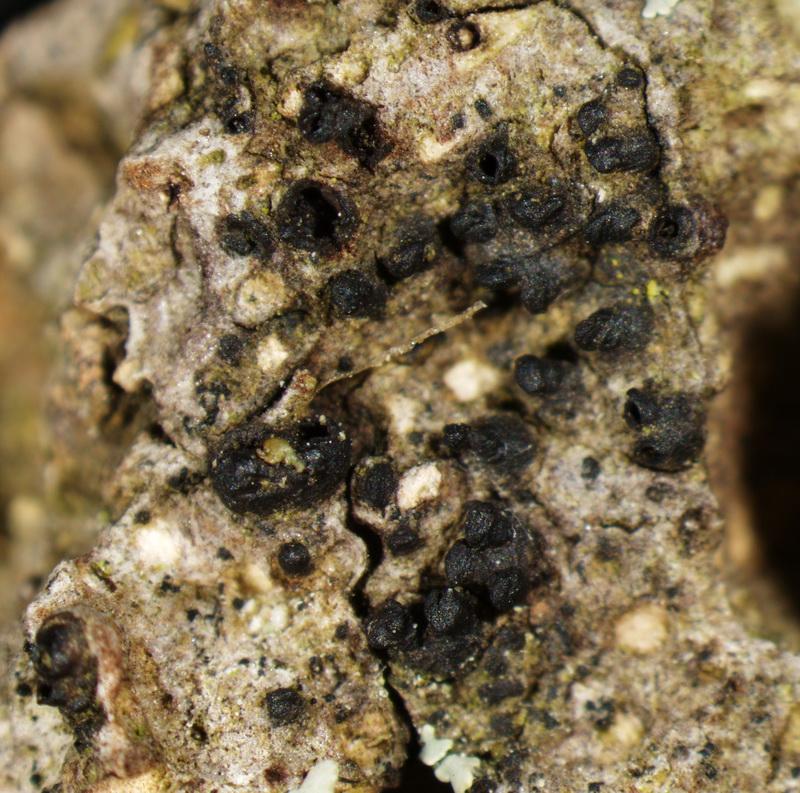 macrostoma