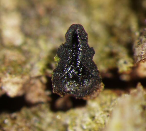 macrostoma