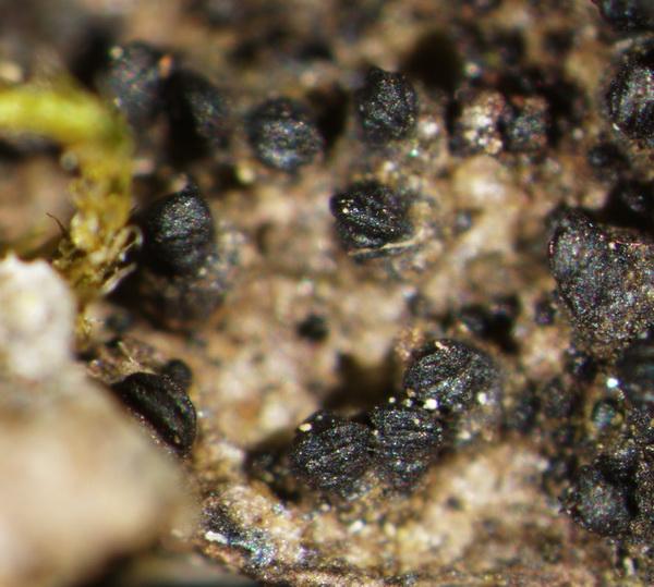 macrostoma