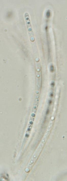 macrostoma
