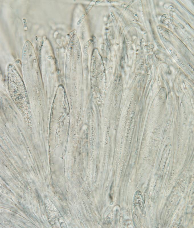 macrostoma