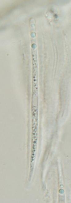 macrostoma