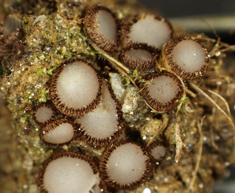 macrostoma