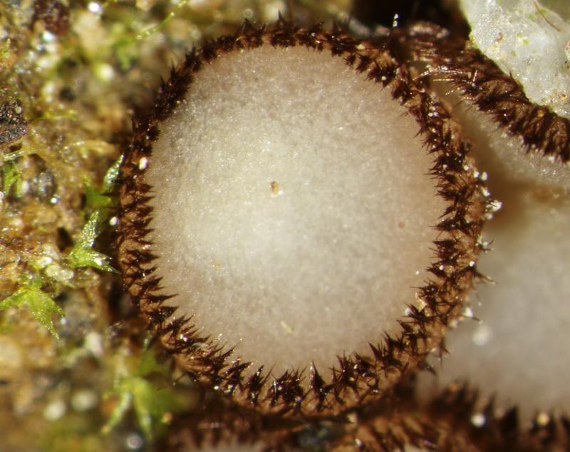 macrostoma