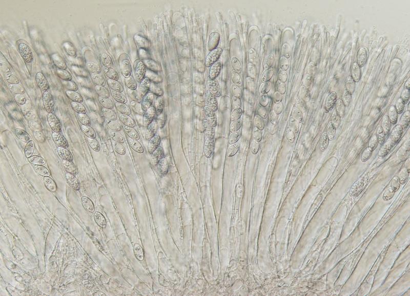 macrostoma