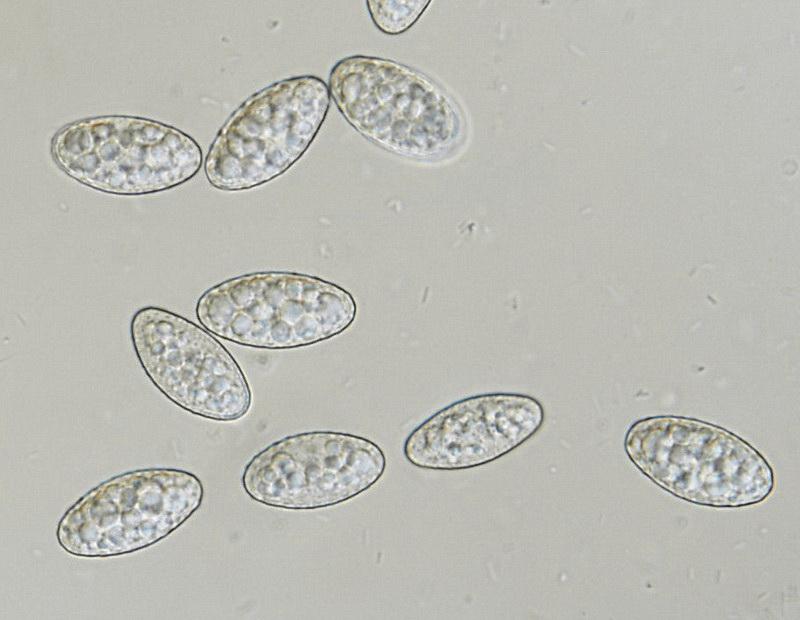 macrostoma