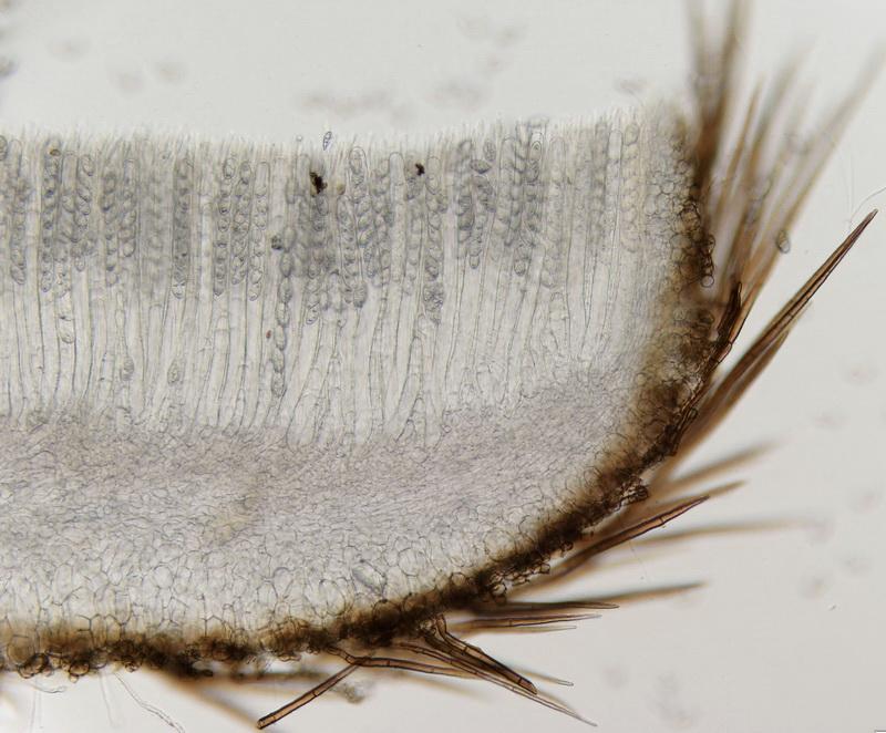 macrostoma