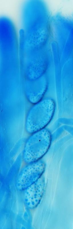 macrostoma