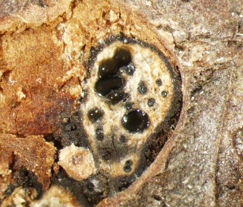 macrostoma