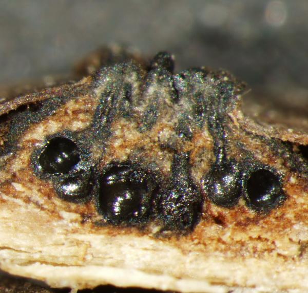 macrostoma