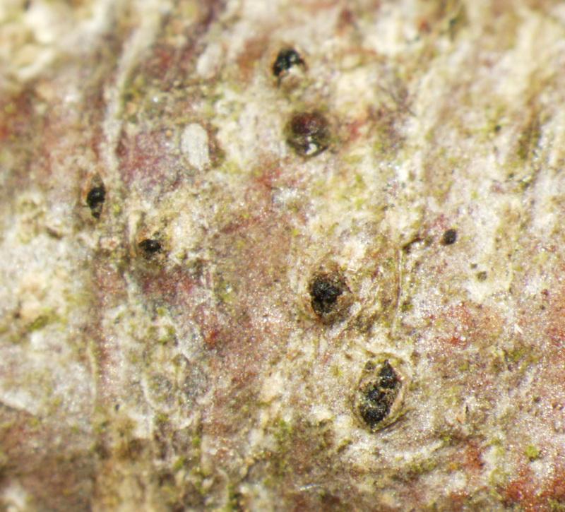 macrostoma