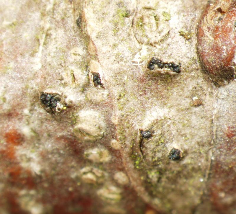 macrostoma