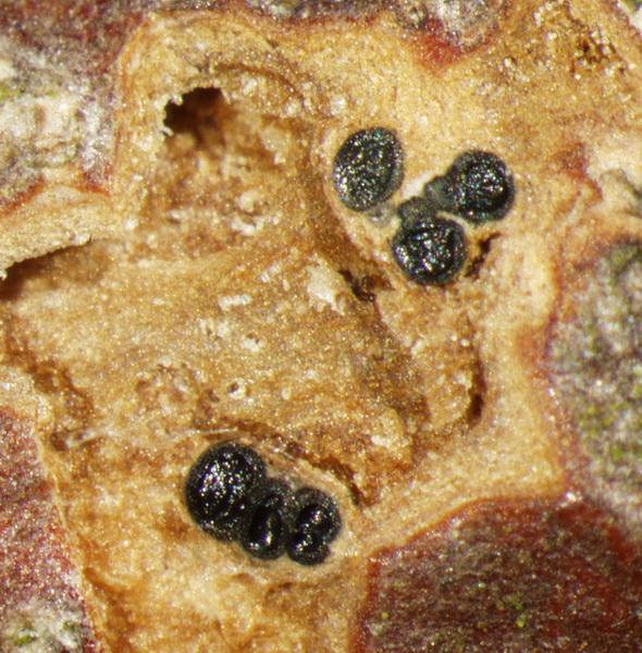 macrostoma